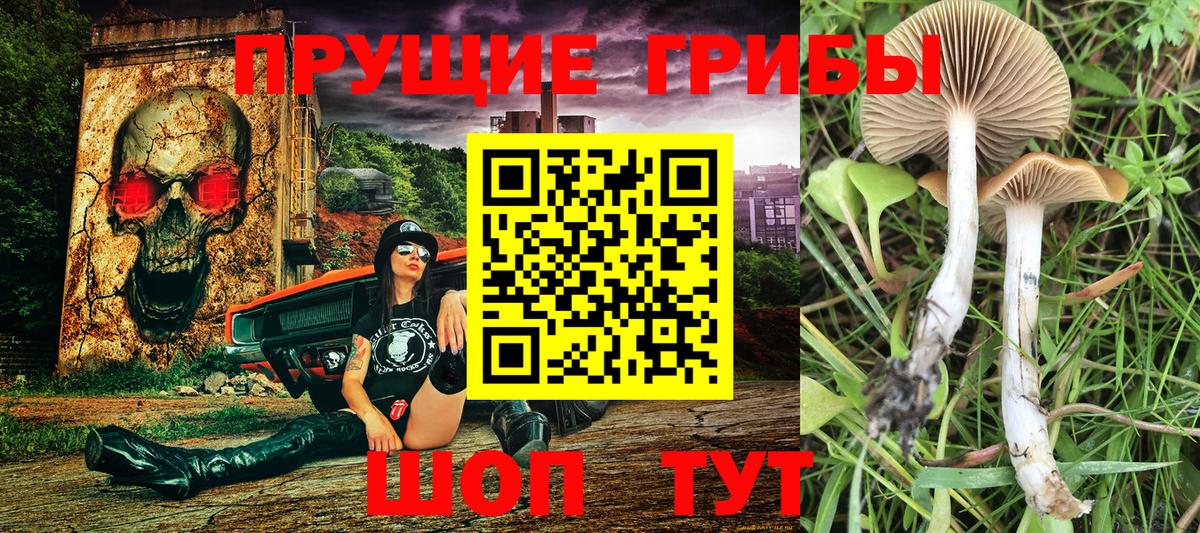 Чайковский  Псилоцибиновые грибы MAGIC MUSHROOMS  Вход с VPN 